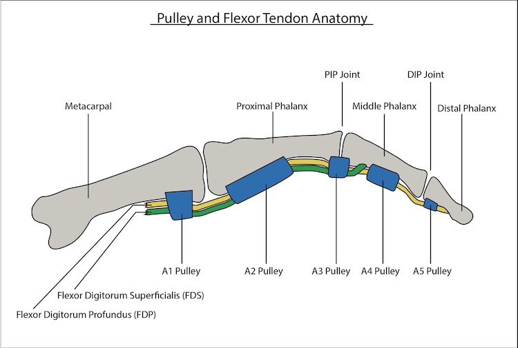 Review of Pulley Injury Literature TrainingBeta